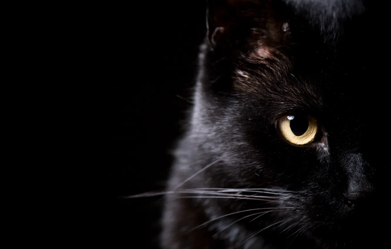 Фото обои кот, усы, взгляд, глаз, черный
