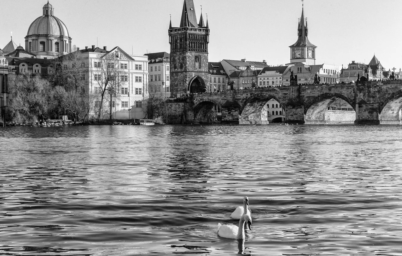 Фото обои вода, река, Прага, Чехия, черно-белое, лебеди, Prague, Czech