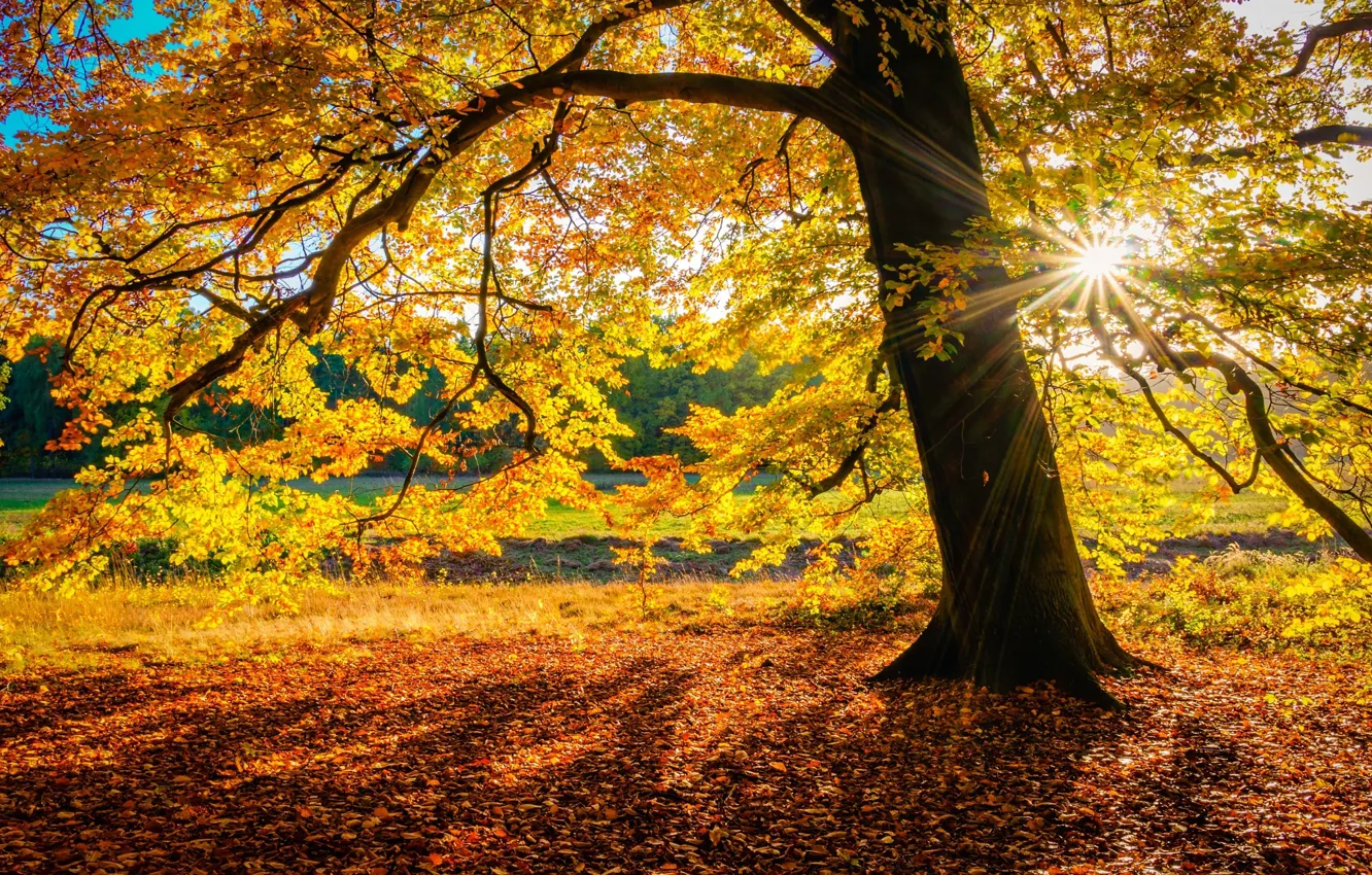 Фото обои осень, солнце, природа, дерево, листва