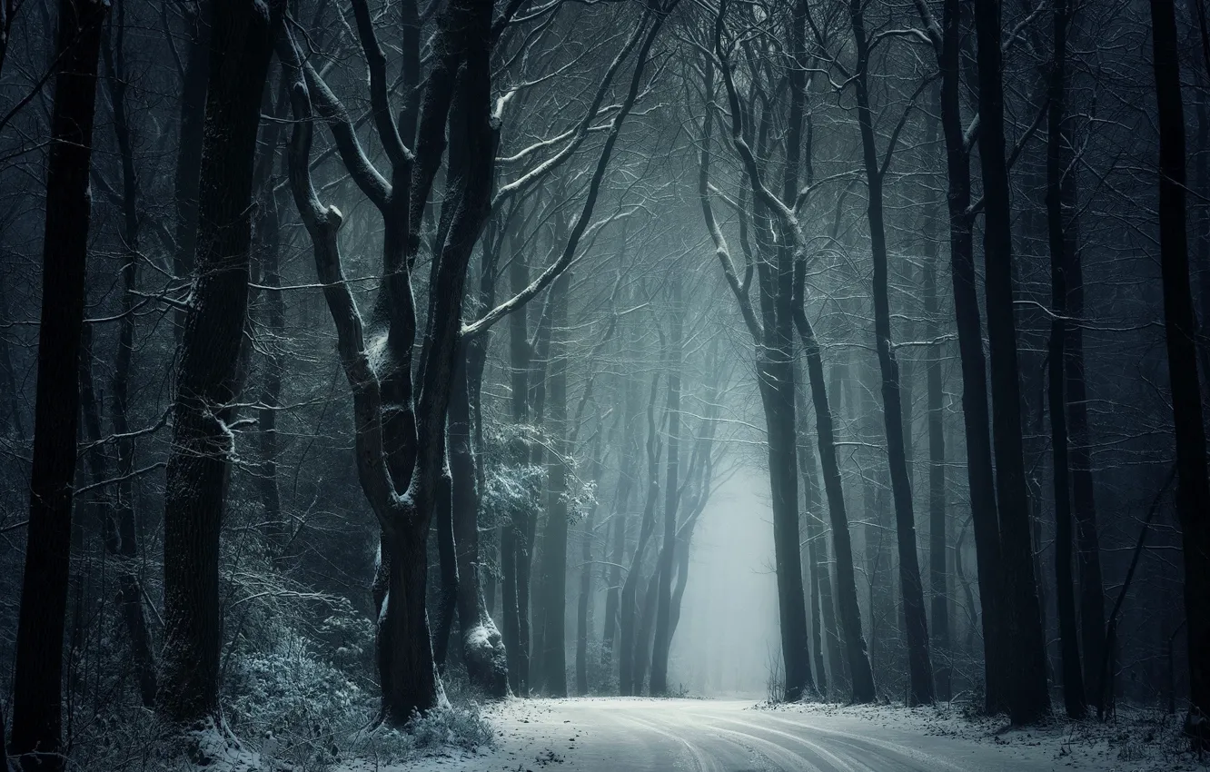 Фото обои зима, дорога, снег, деревья, природа