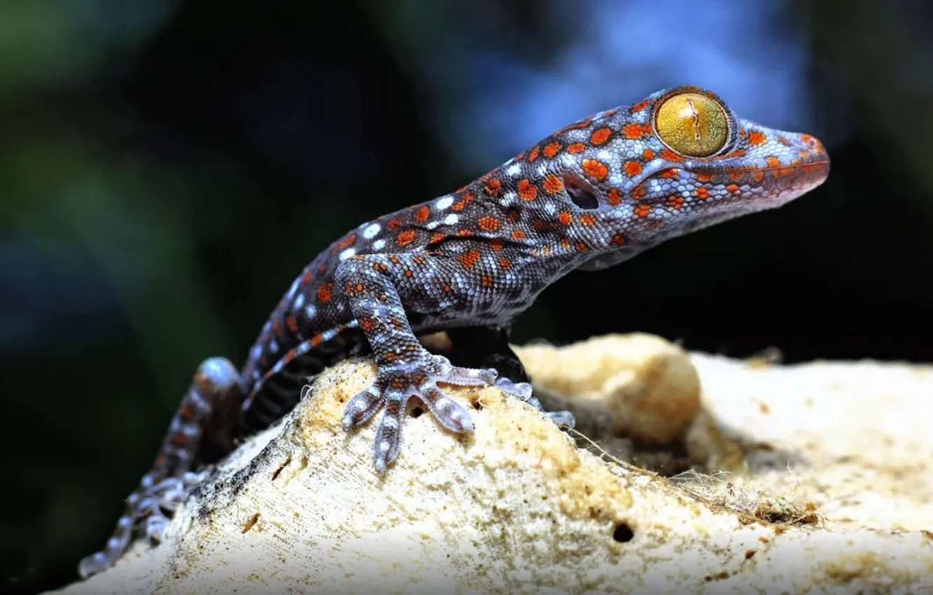 Фото обои Wallpaper, Reptile, Animals, Geckos, Scientific Name Gekkonidae, Family Of Lizards