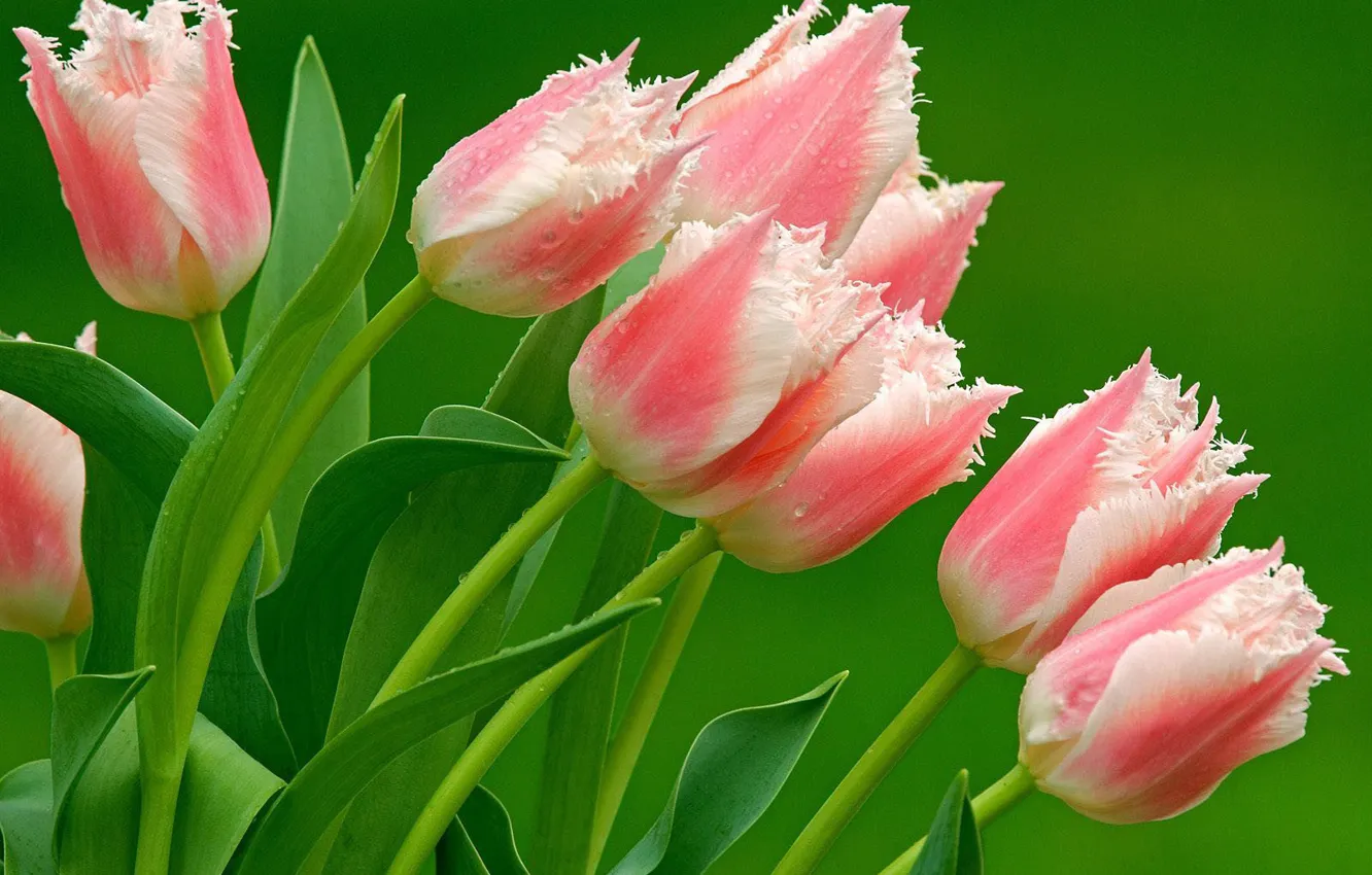 Фото обои тюльпаны, Розовые, пестрые