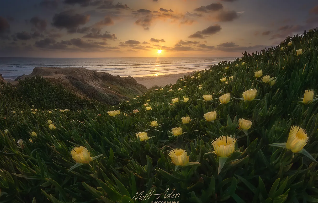 Фото обои пляж, цветы, весна, Калифорния, США, тихий океан, штат, Сан Диего