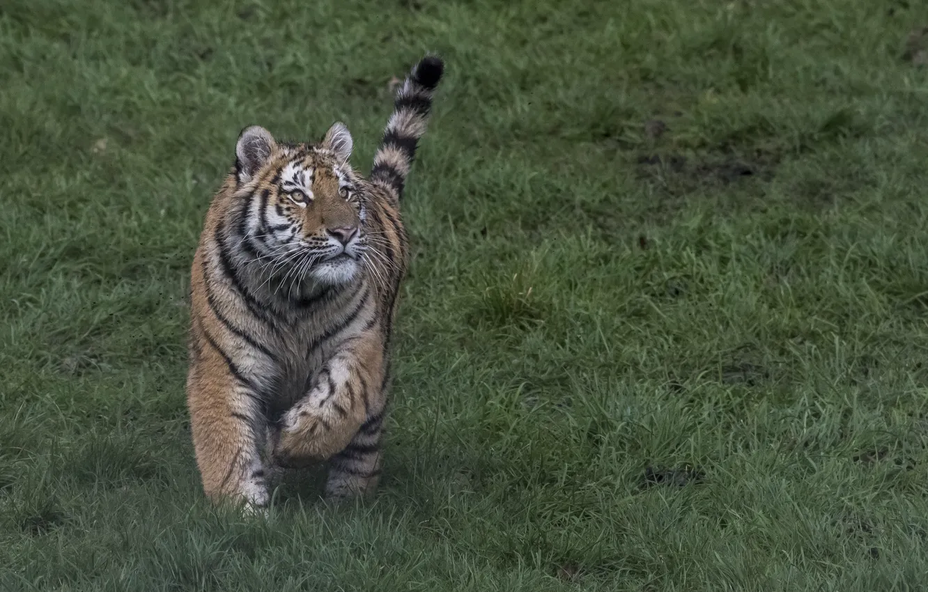 Фото обои трава, взгляд, тигр, хвост, бежит