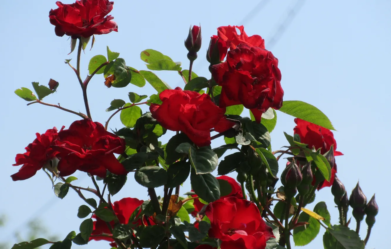Фото обои Цветы, Небо, Куст, Красные розы, Meduzanol ©, Лето 2018