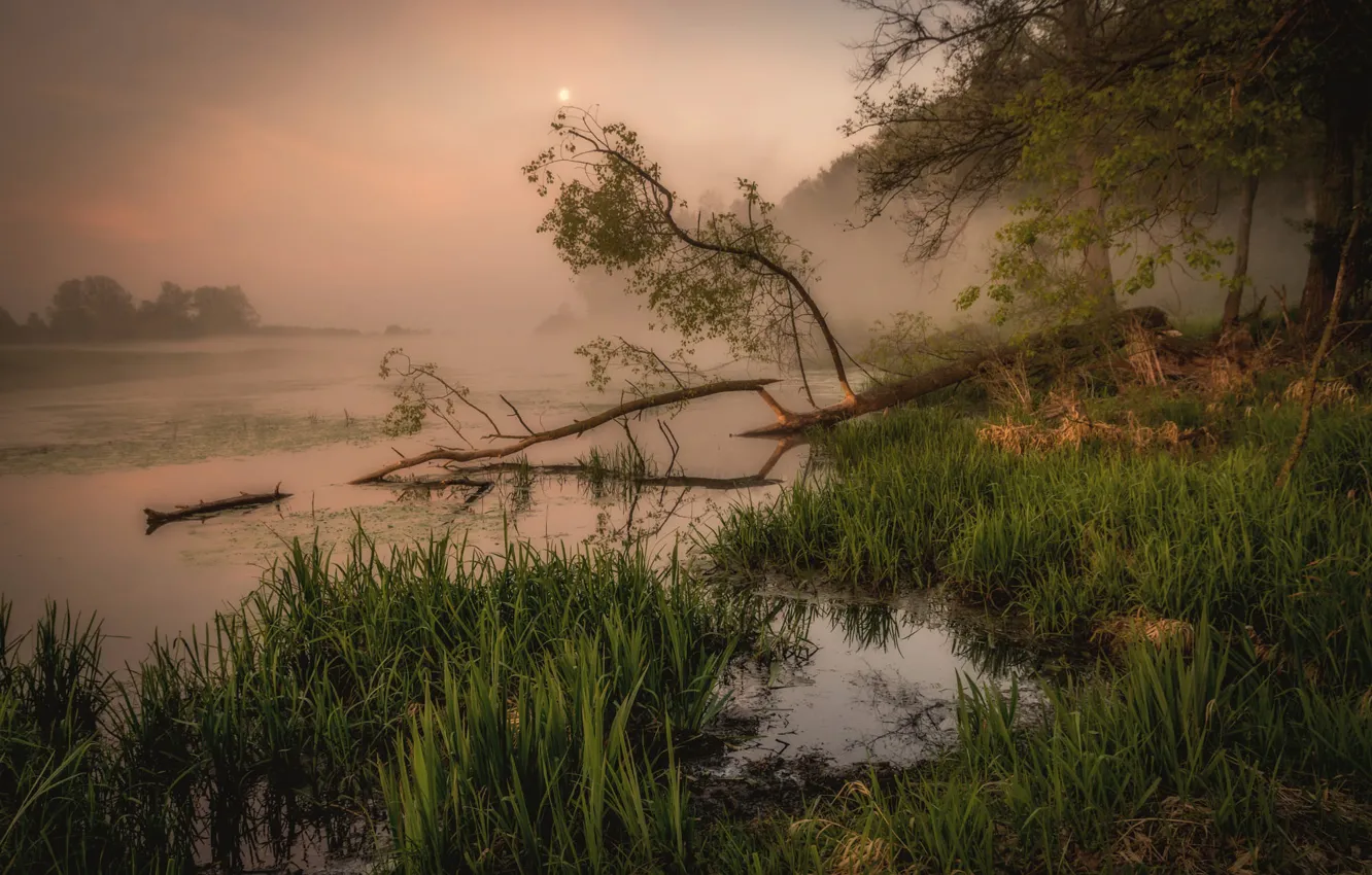 Фото обои трава, деревья, ветки, туман, озеро, берег, утро, бревно