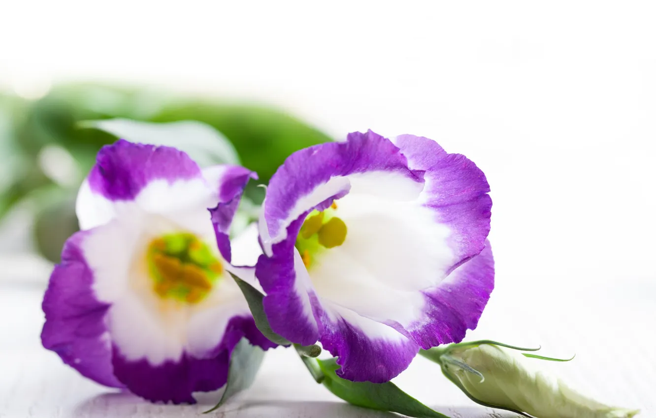 Фото обои цветы, фиолетовые, сиреневые цветы