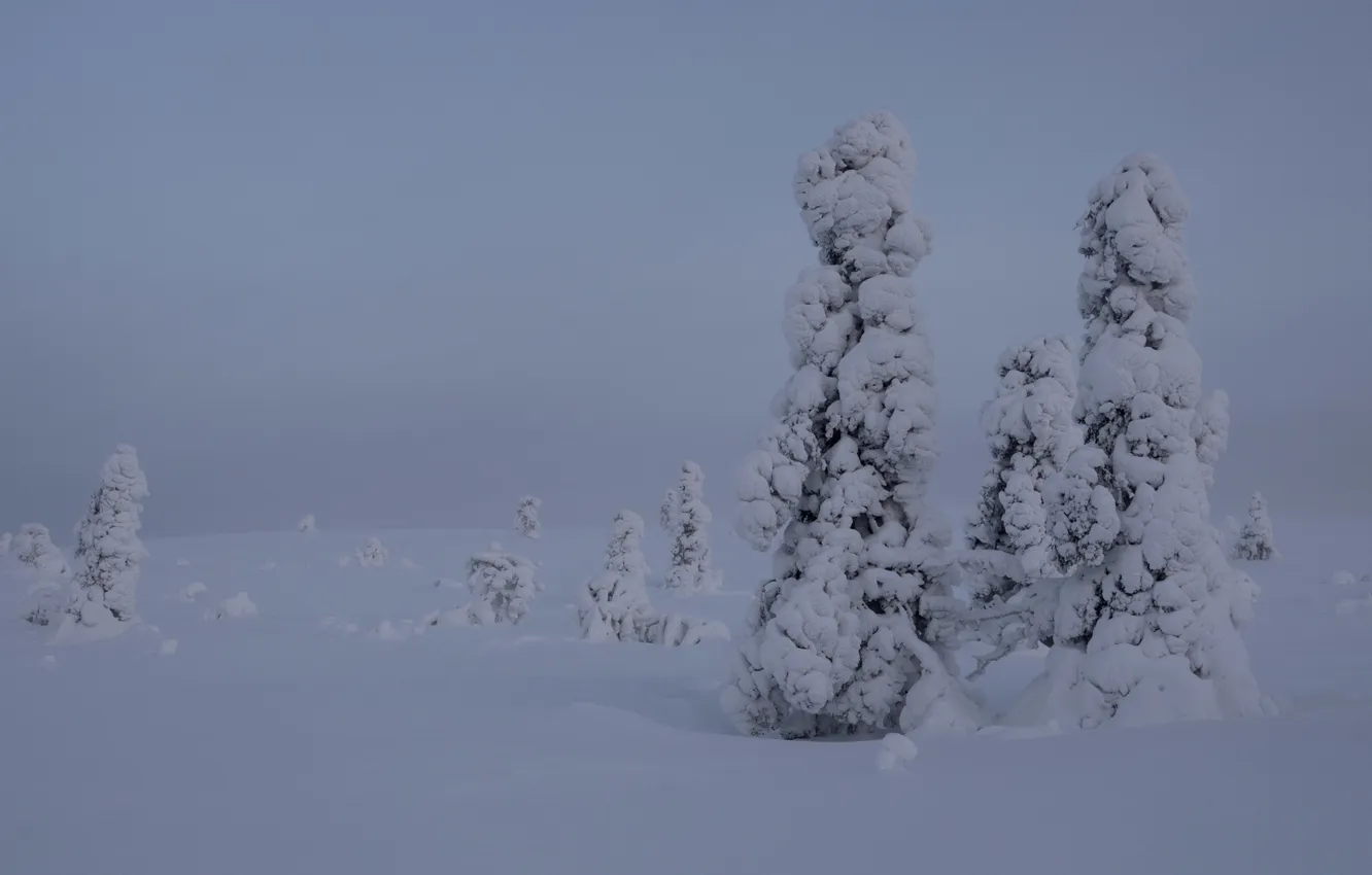 Фото обои зима, снег, деревья, Финляндия, Лапландия