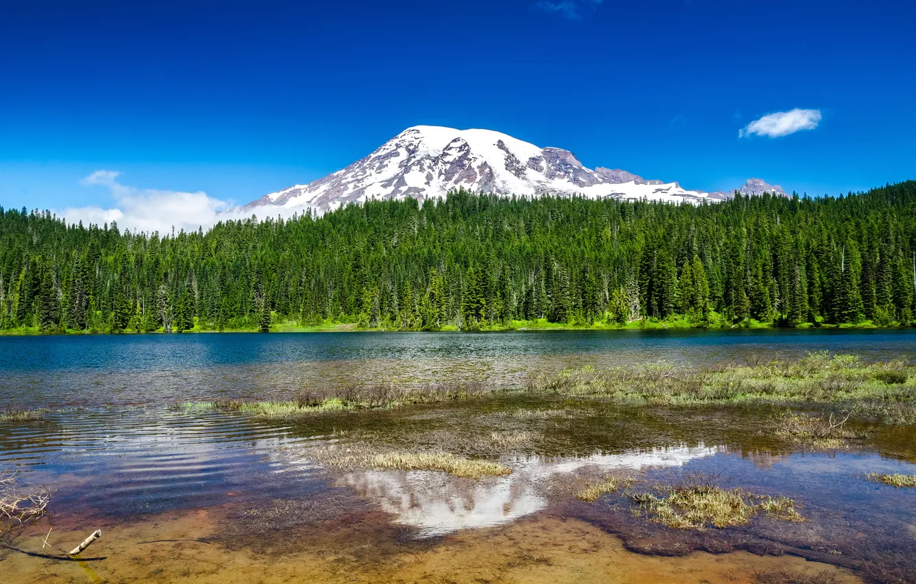 Фото обои лес, природа, озеро, гора, Mount Rainier National Park