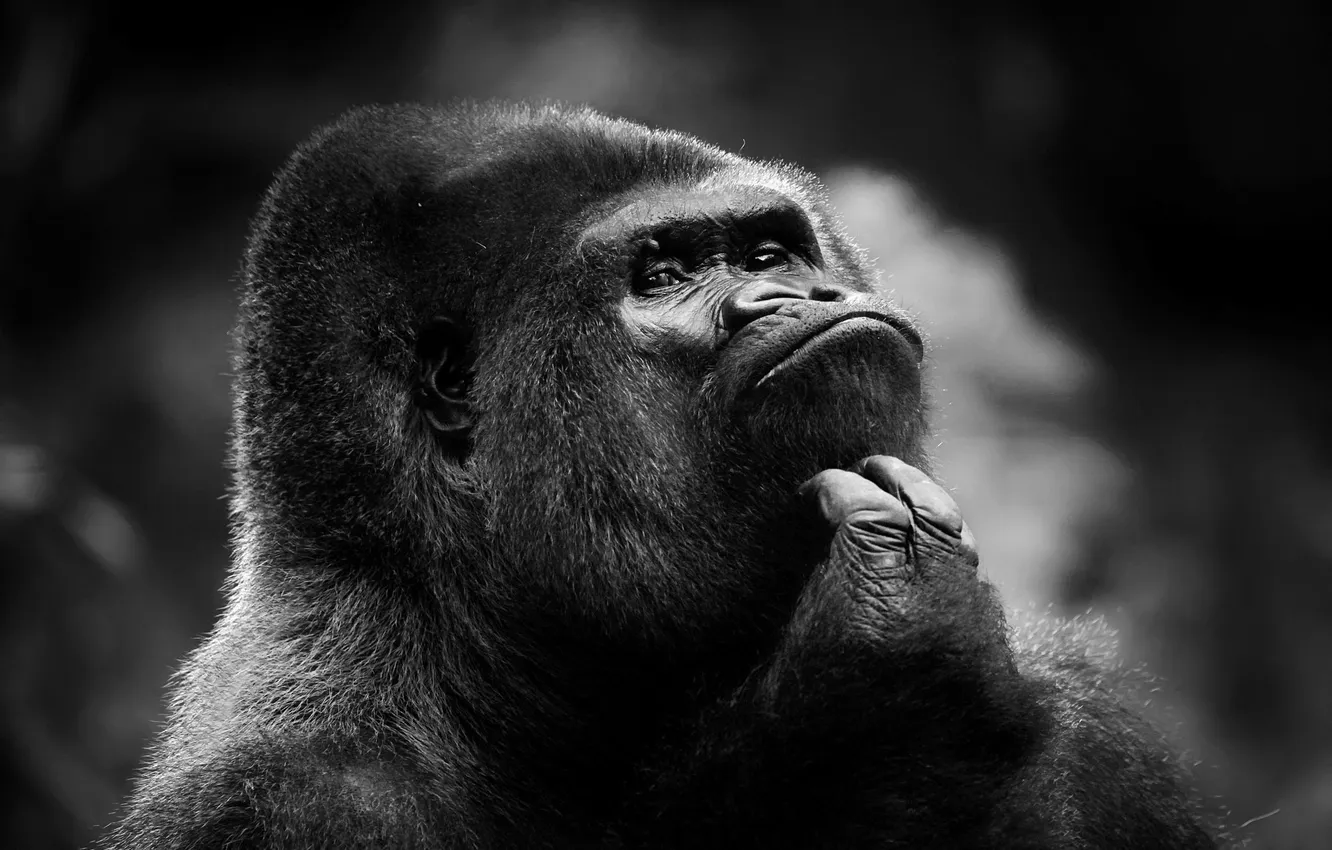 Фото обои обезьяна, горилла, самец