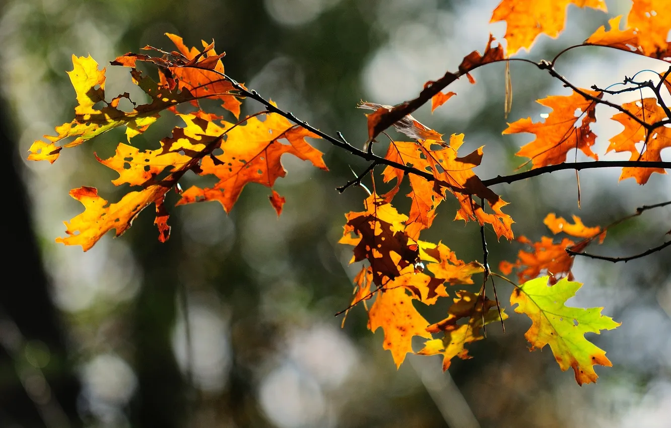 Фото обои осень, листья, цвета, природа, фото, обои, яркие, растение