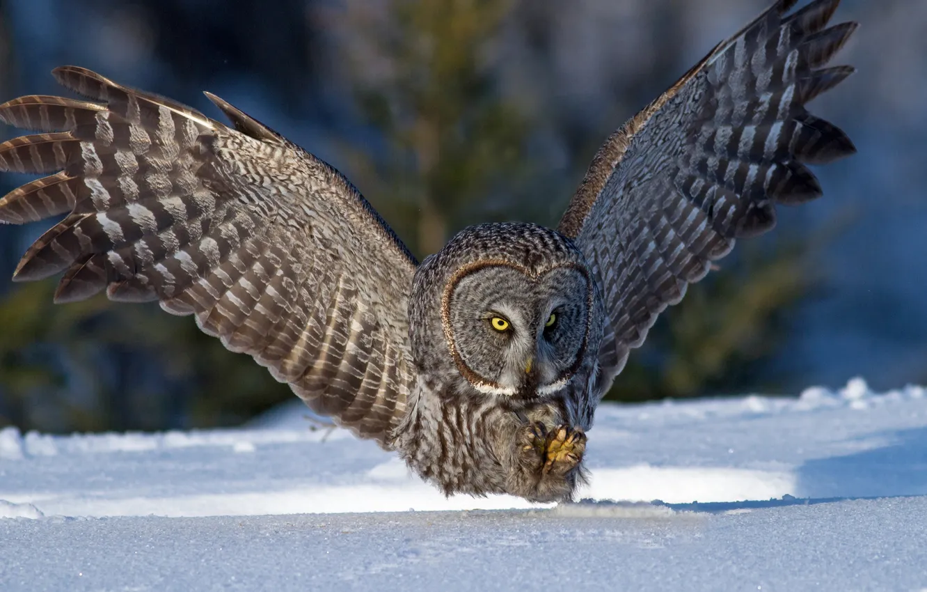 Фото обои зима, снег, сова, птица, крылья, охота