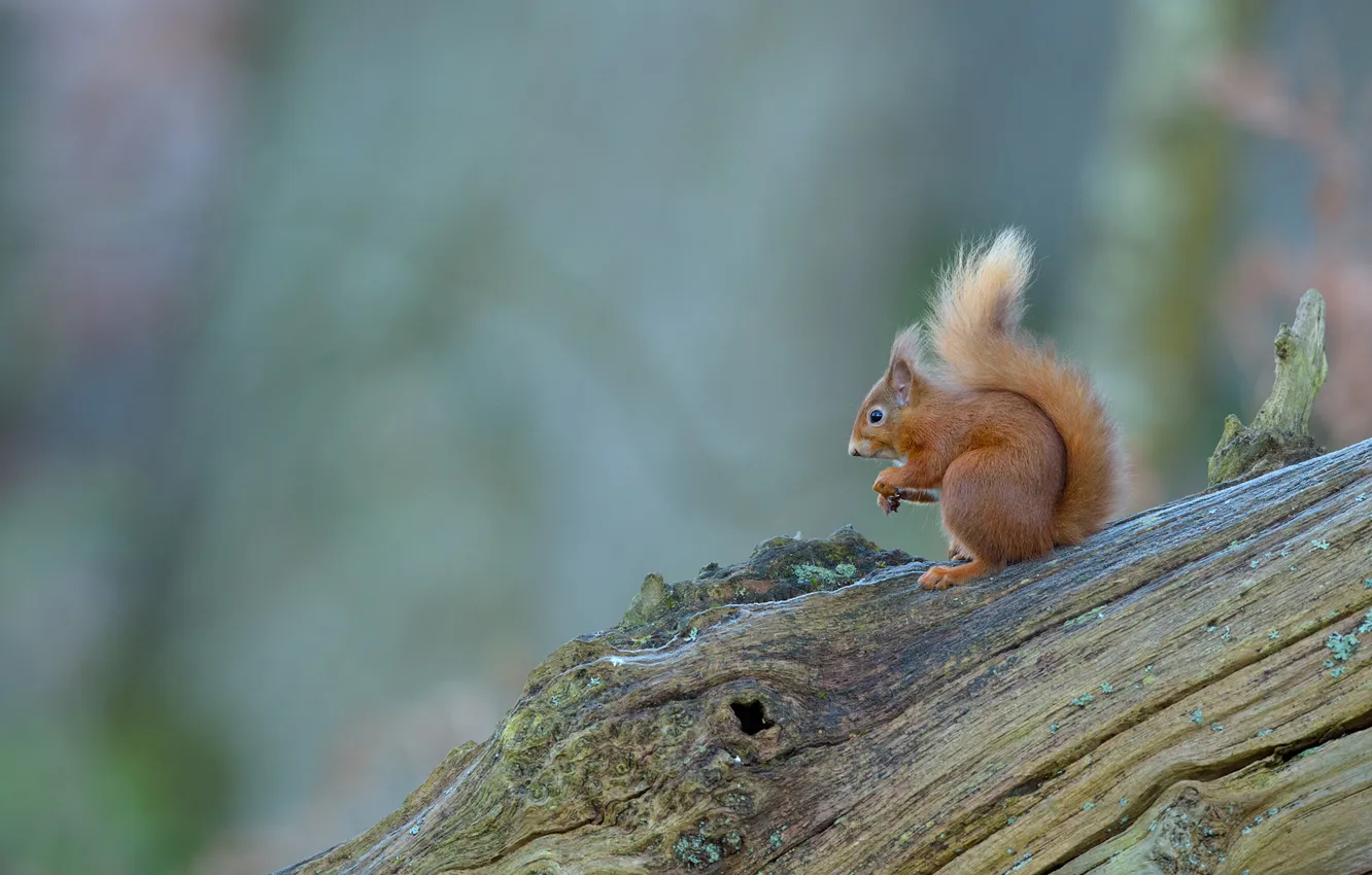 Фото обои деревья, фон, белка, кора