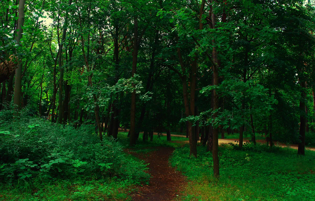 Фото обои forest, trees, park, alley