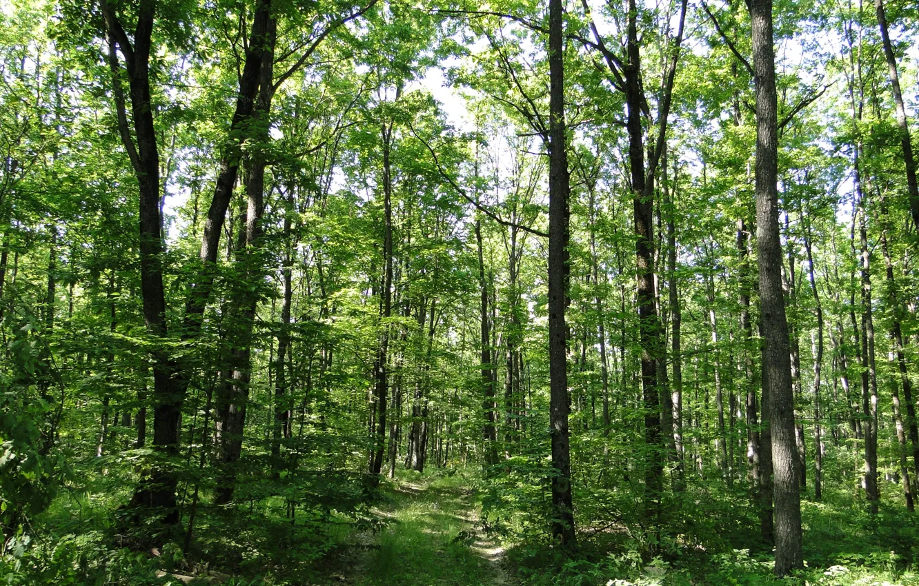 Фото обои лес, лето, деревья, Кубань, Akela White, Краснодарский край