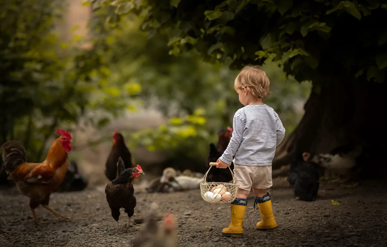 Фото обои мальчик, яица, курицы