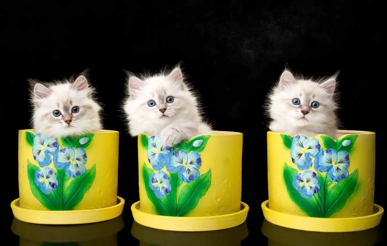 Фото обои фон, котята, трио, вазоны, троица, Невская маскарадная кошка, Наталья Ляйс