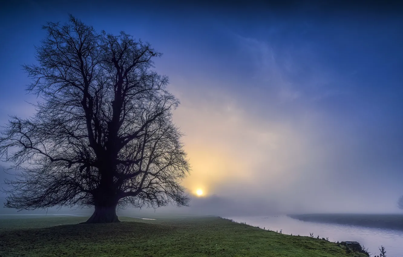 Фото обои ночь, туман, река, дерево