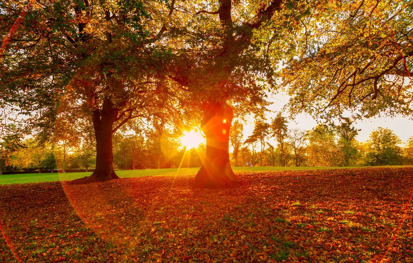 Фото обои осень, деревья, закат, парк