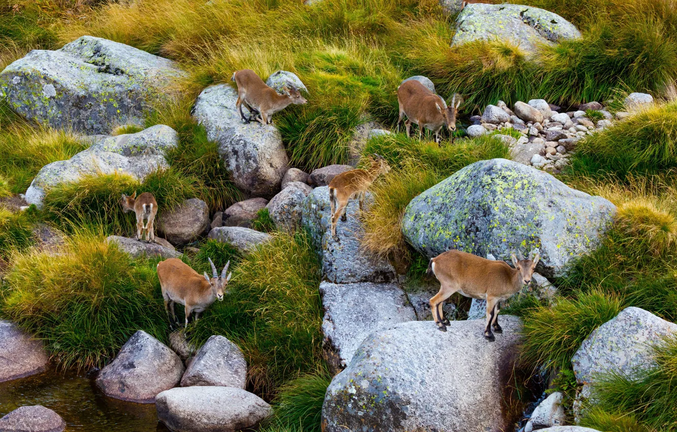 Фото обои камни, Испания, стадо, Сьерра-де-Гредос, пиренейский козёл