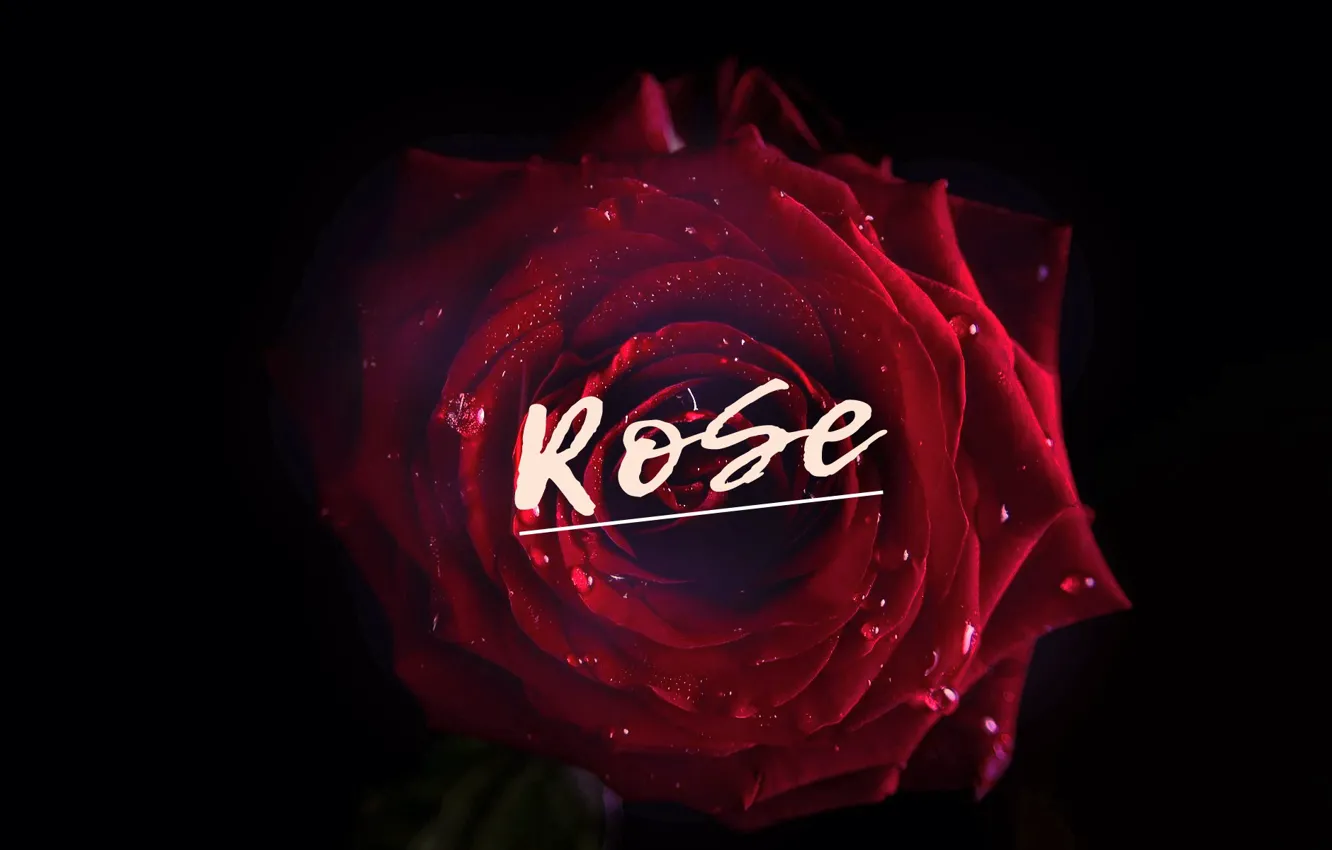 Фото обои роза, rose, роза красная, art by Andron