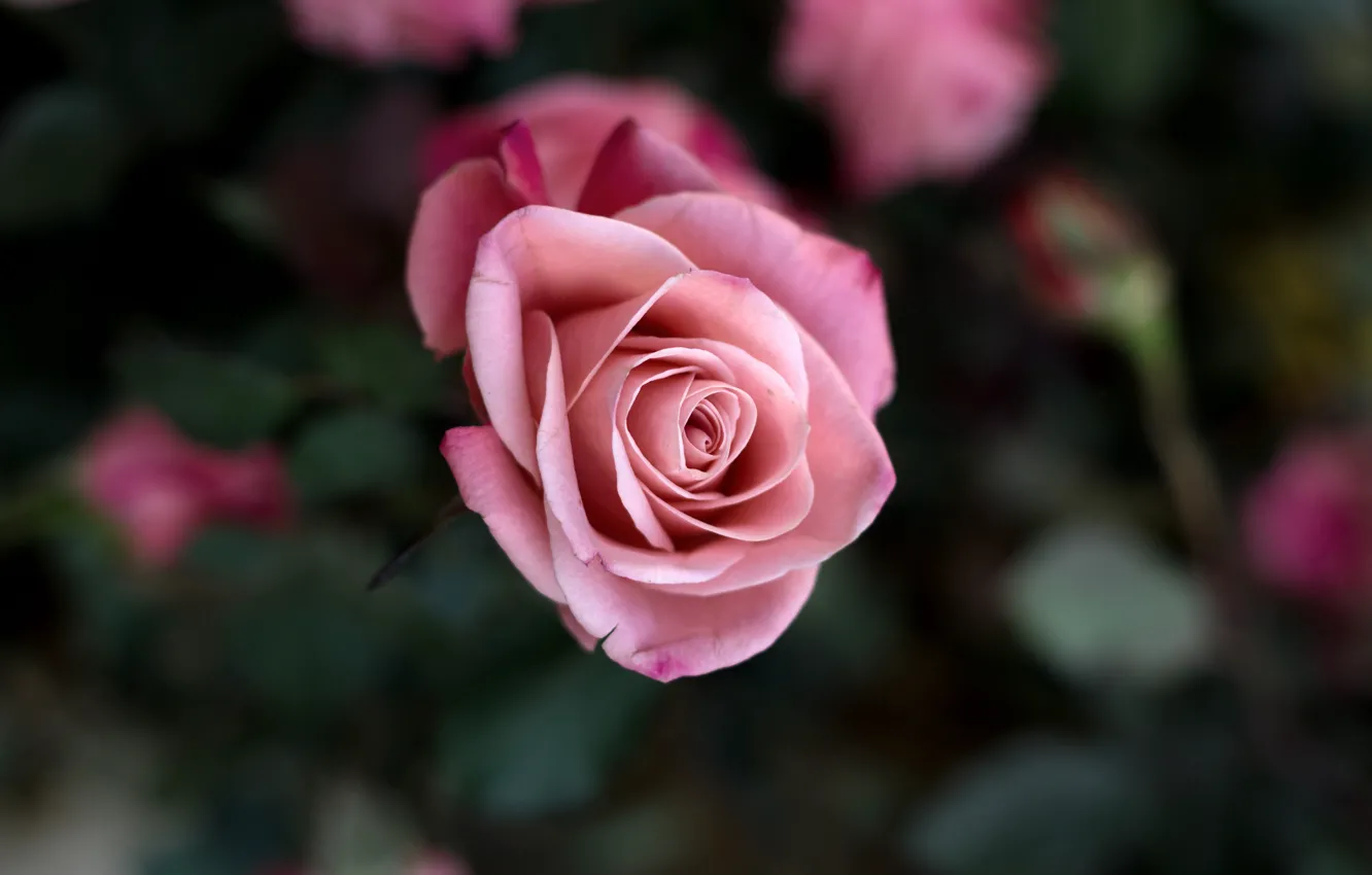 Фото обои цветок, макро, цветы, розовая, роза, куст, красота, лепестки