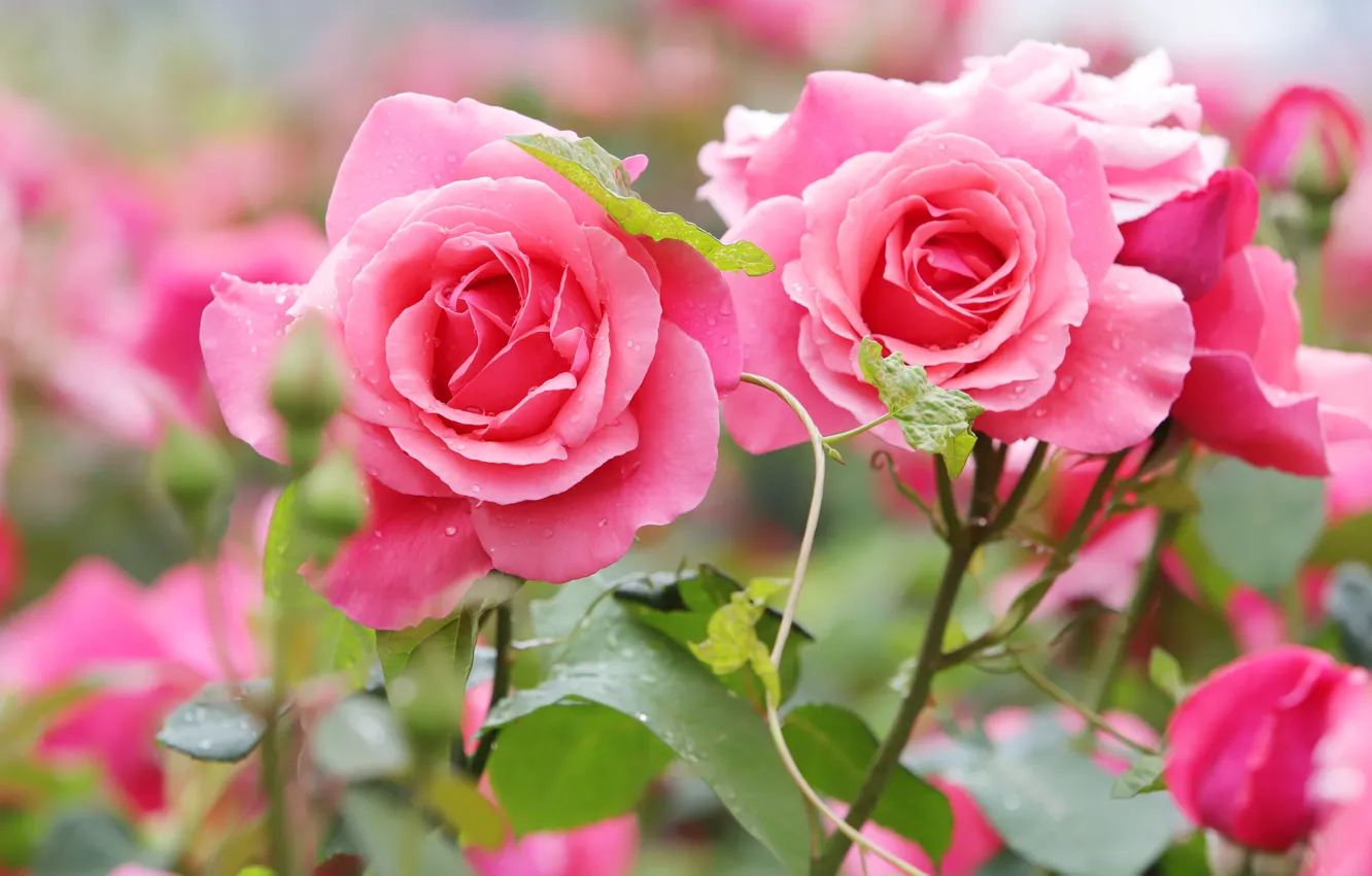 Фото обои капли, цветы, розы, сад, розовые, боке