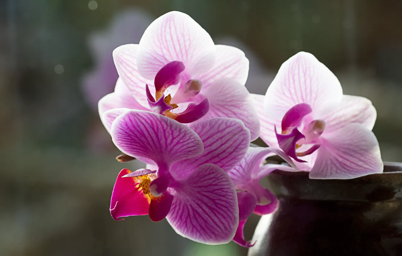 Фото обои орхидея, цветы, макро, ваза, трио, розовые