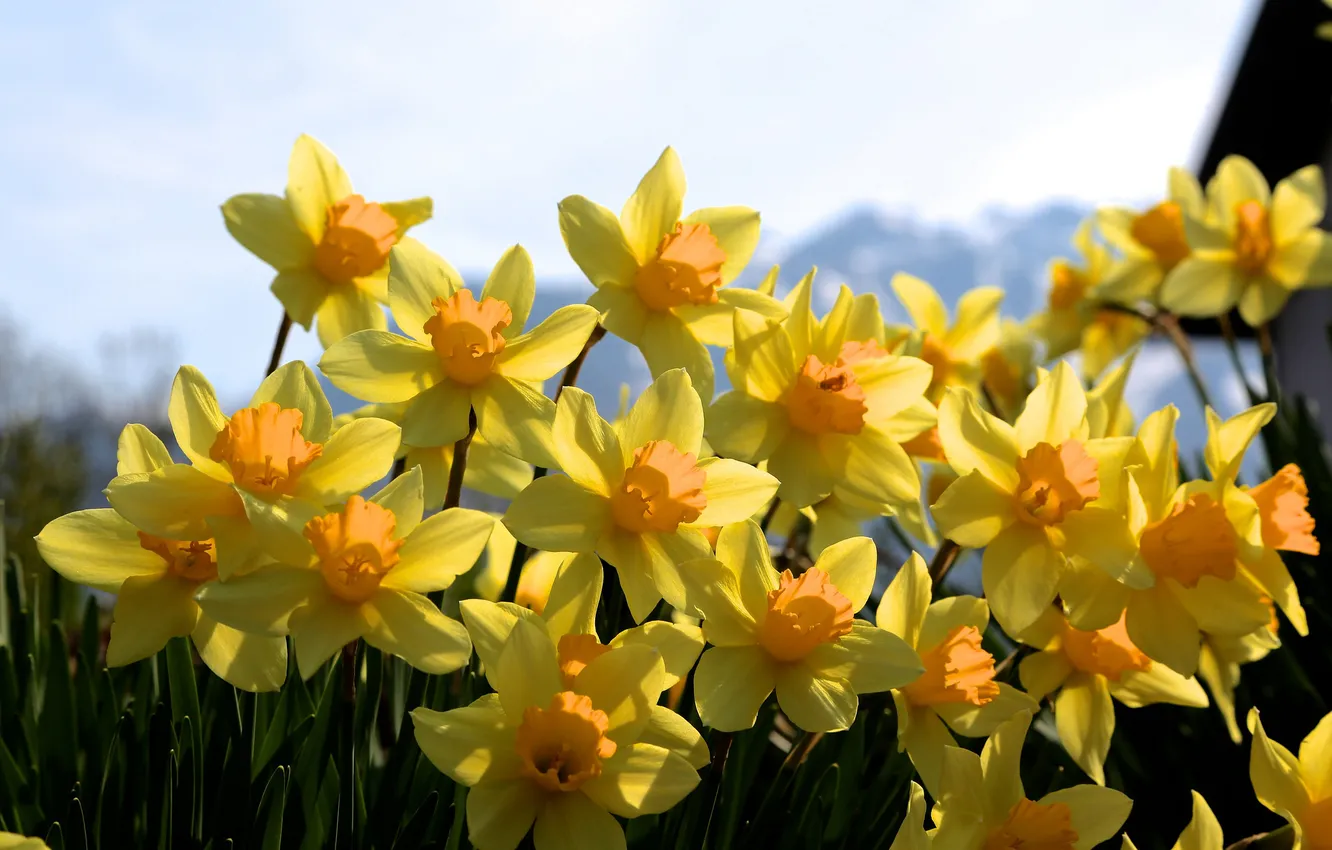 Фото обои цветы, весна, желтые, солнечно, много, нарциссы