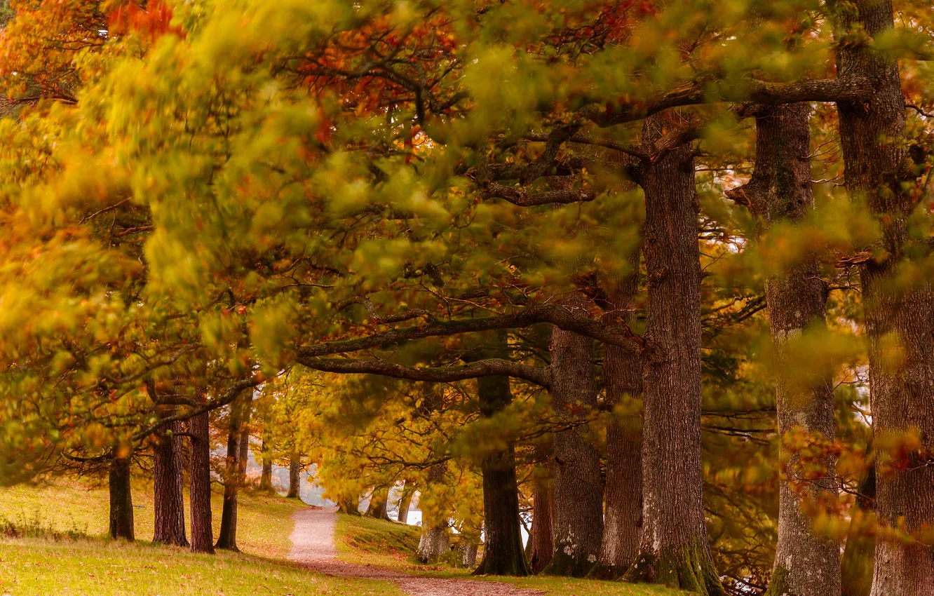 Фото обои осень, лес, деревья, парк, тропинка