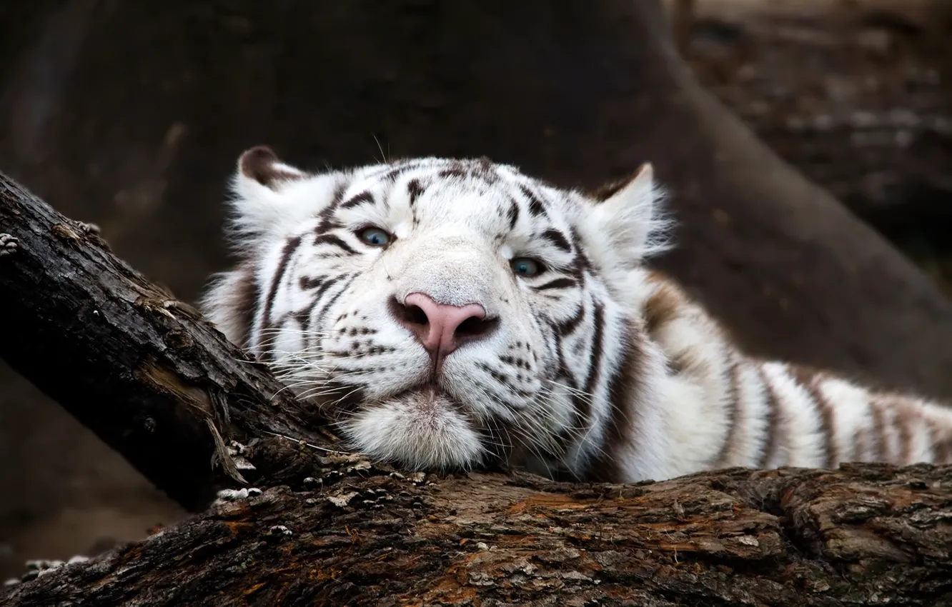 Фото обои белый, взгляд, морда, тигр, хищник, коряга, боке