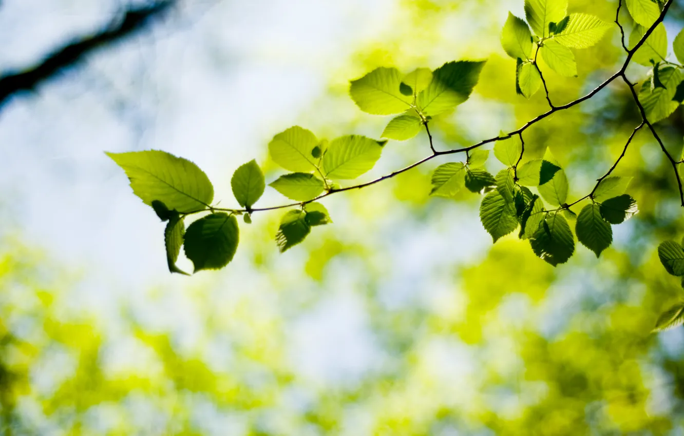 Фото обои зелень, листья, дерево, листок, растение, растения, листочки, листочек