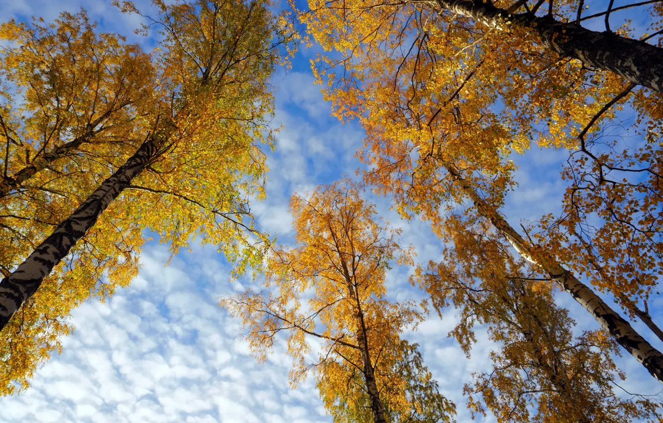 Фото обои осень, небо, деревья