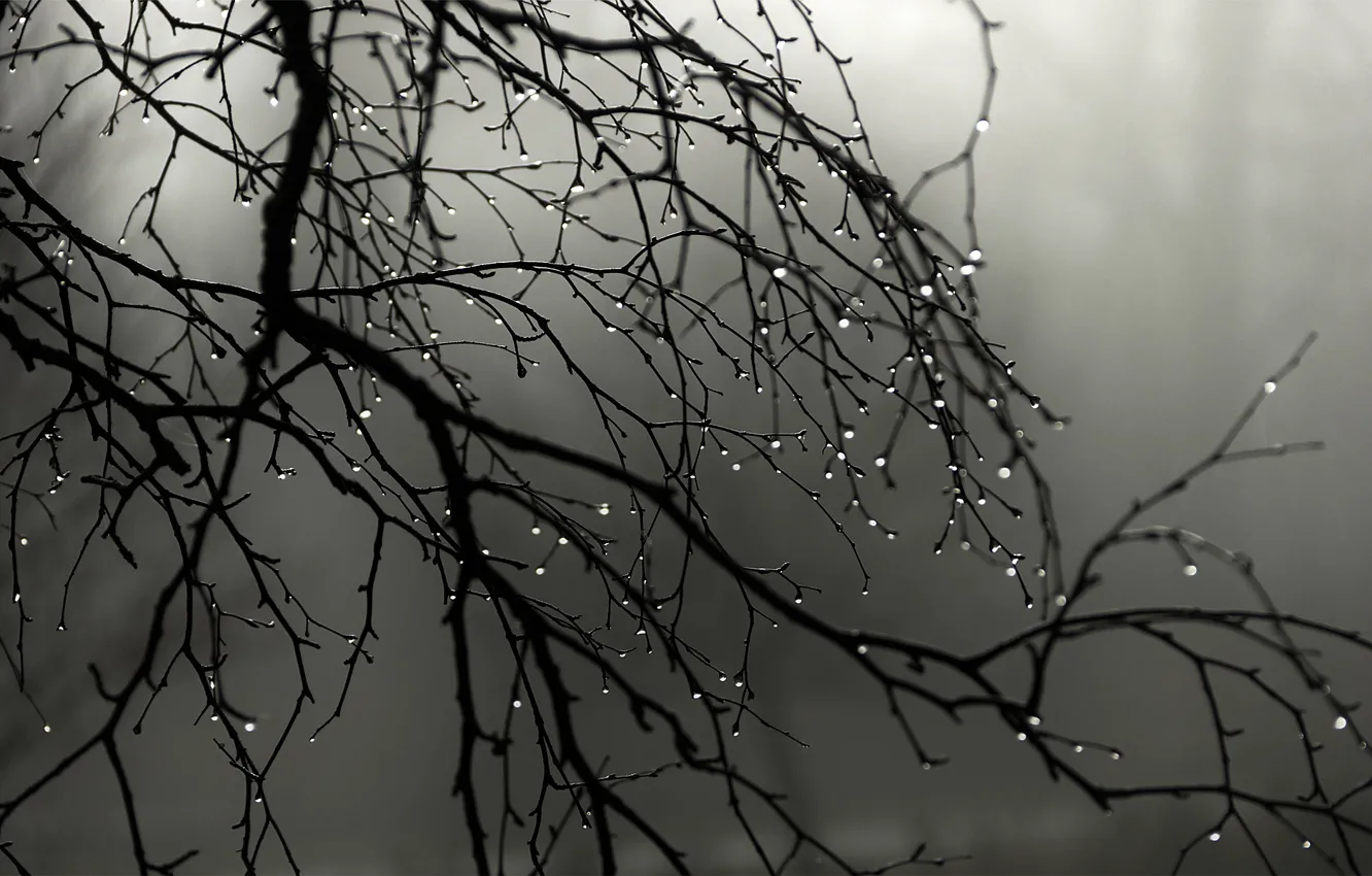 Фото обои капли, туман, дождь, ветви