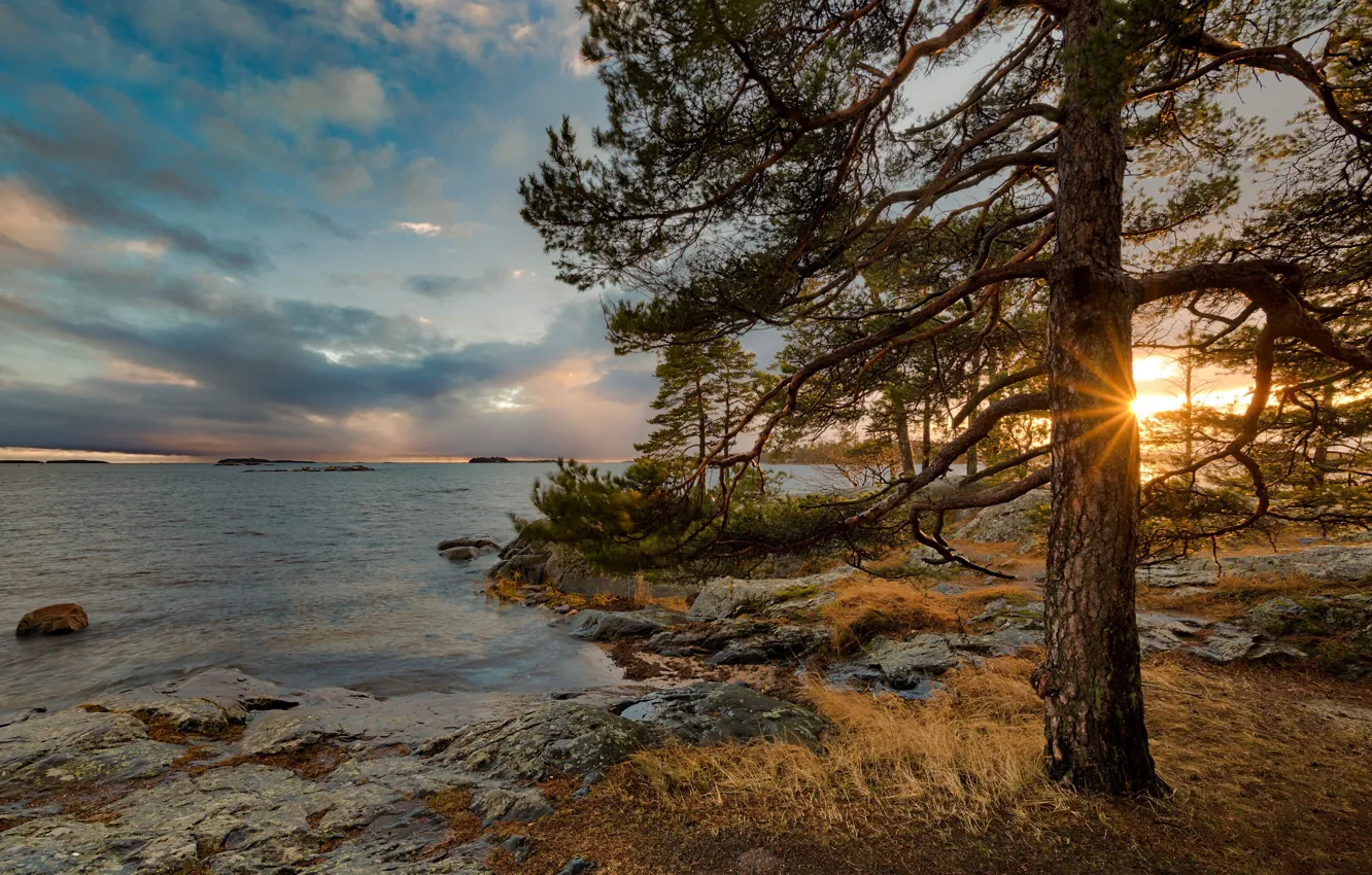 Фото обои лучи, пейзаж, закат, озеро, дерево, Финляндия