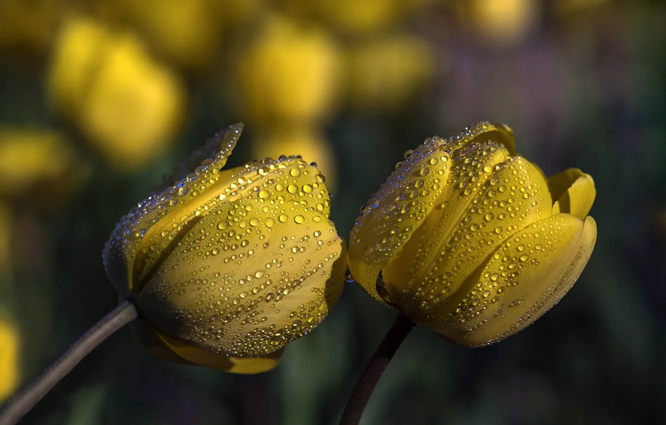 Фото обои капли, жёлтые тюльпаны, In the Rain together