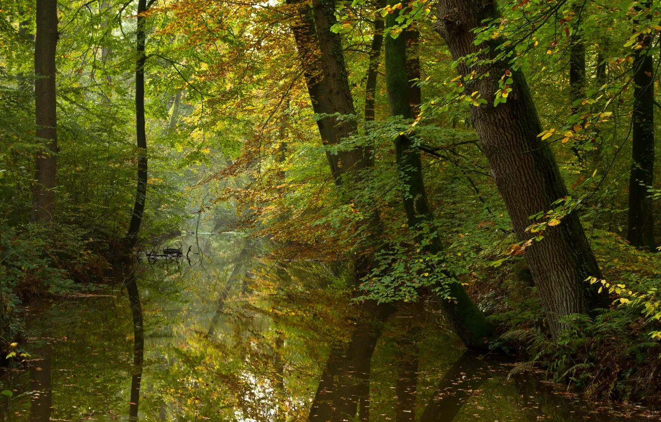 Фото обои осень, лес, река, спокойствие