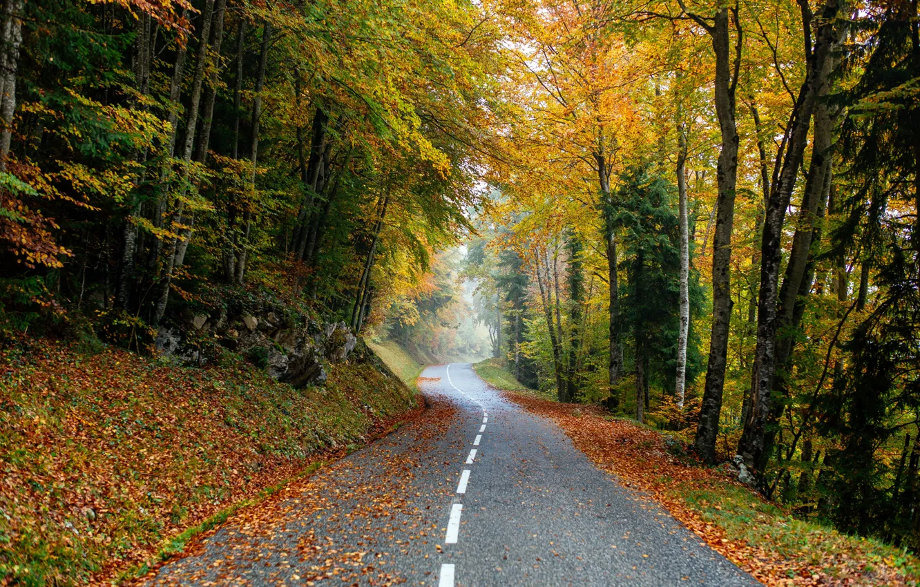 Фото обои дорога, осень, лес, листья, деревья, forest, road, park