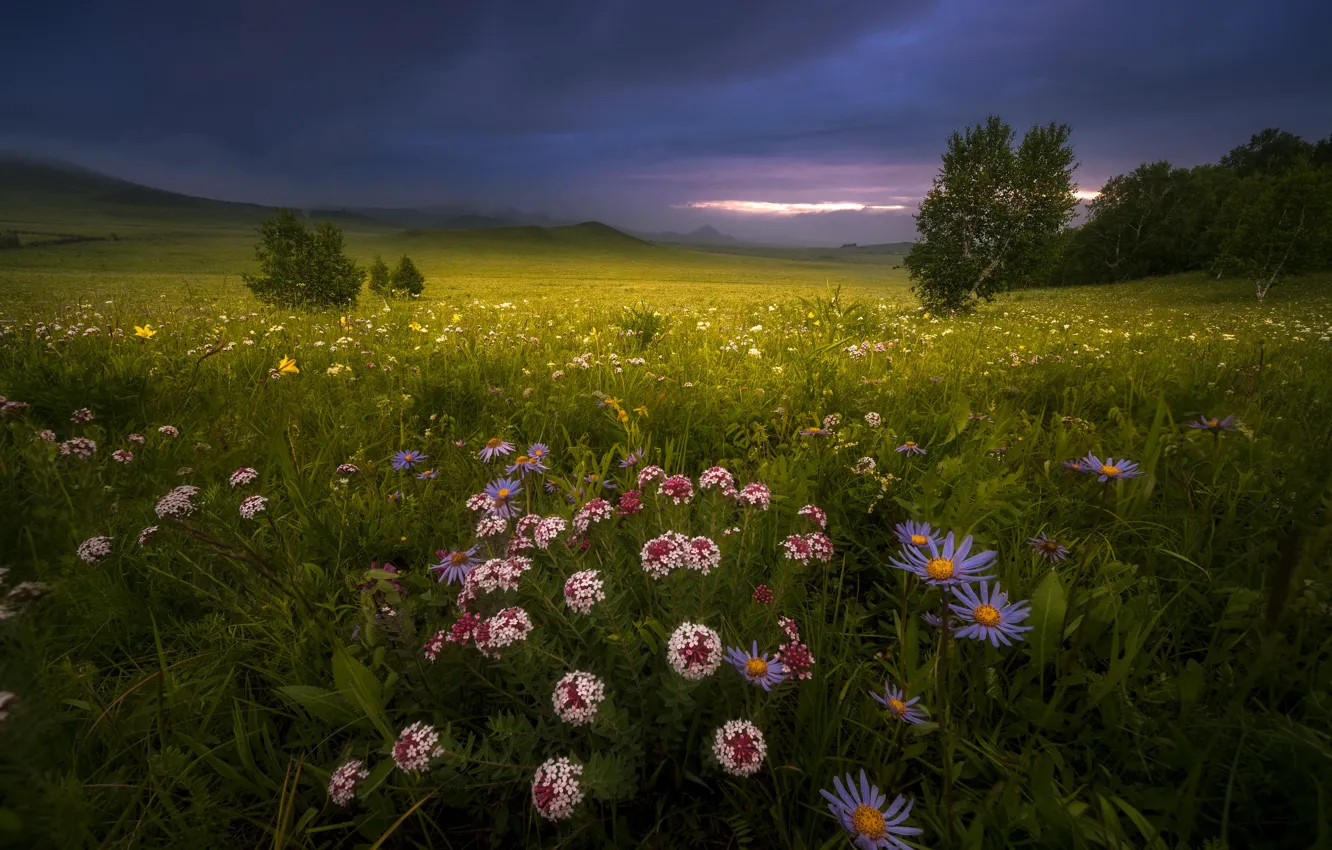 Фото обои трава, пейзаж, цветы, горы, тучи, природа, луга