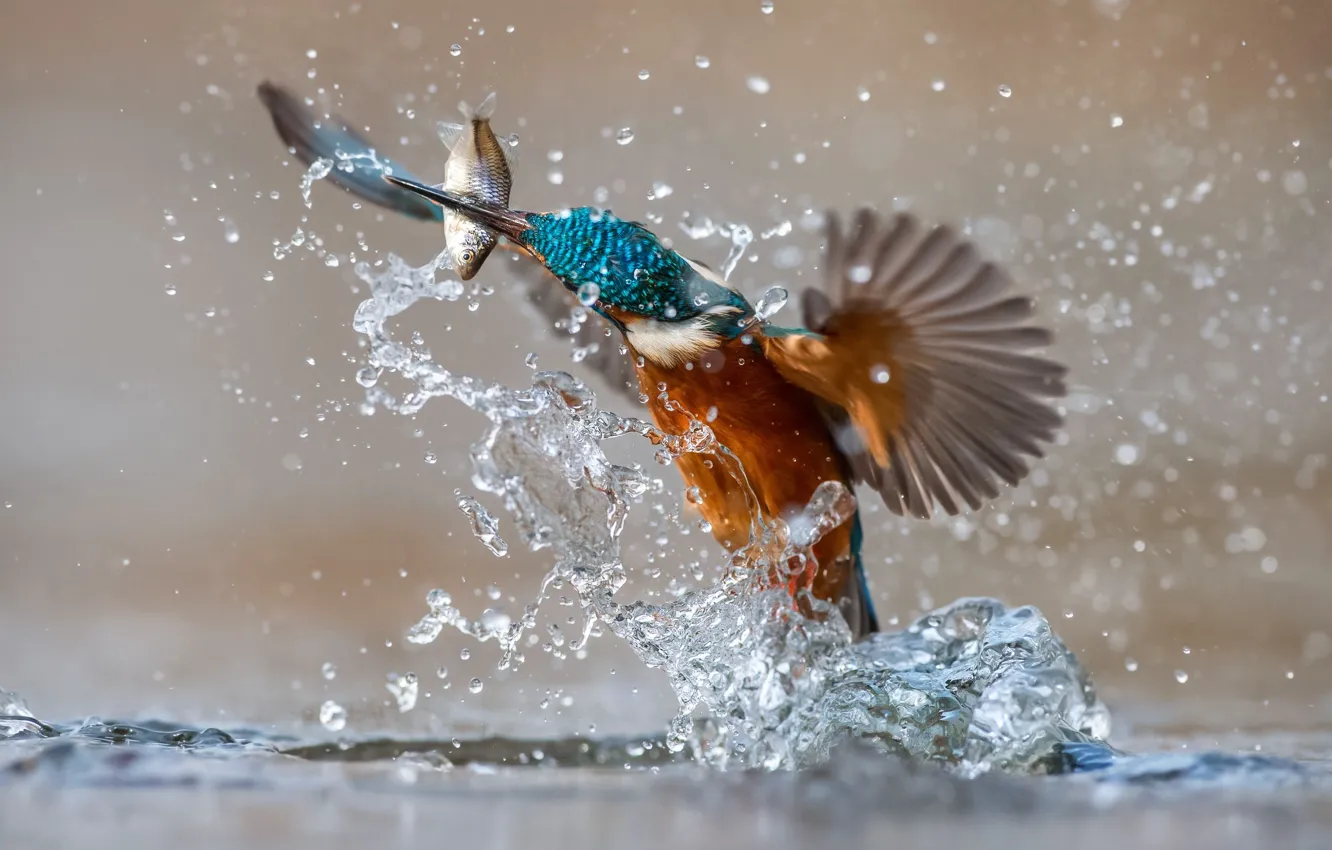 Фото обои вода, брызги, птица, рыба, зимородок, kingfisher, улов