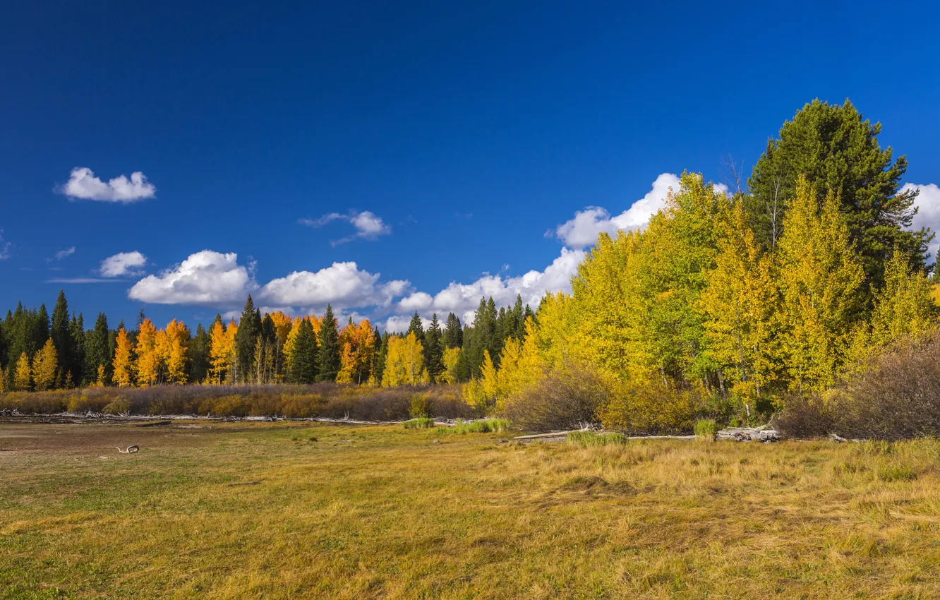 Фото обои осень, лес, деревья, поляна, США, Wyoming, кусты, национальный парк