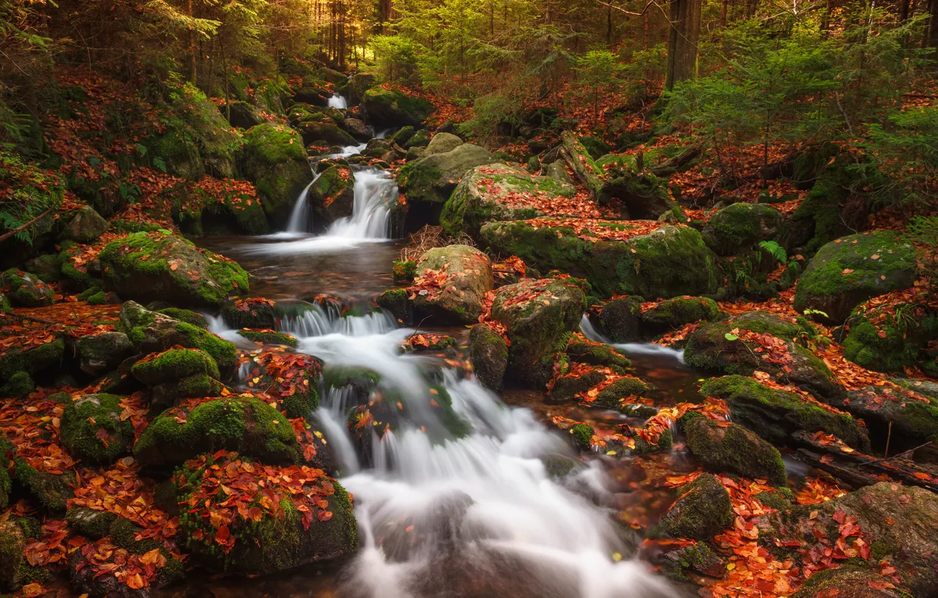 Фото обои осень, лес, ручей, камни, водопад, мох, Чехия, каскад