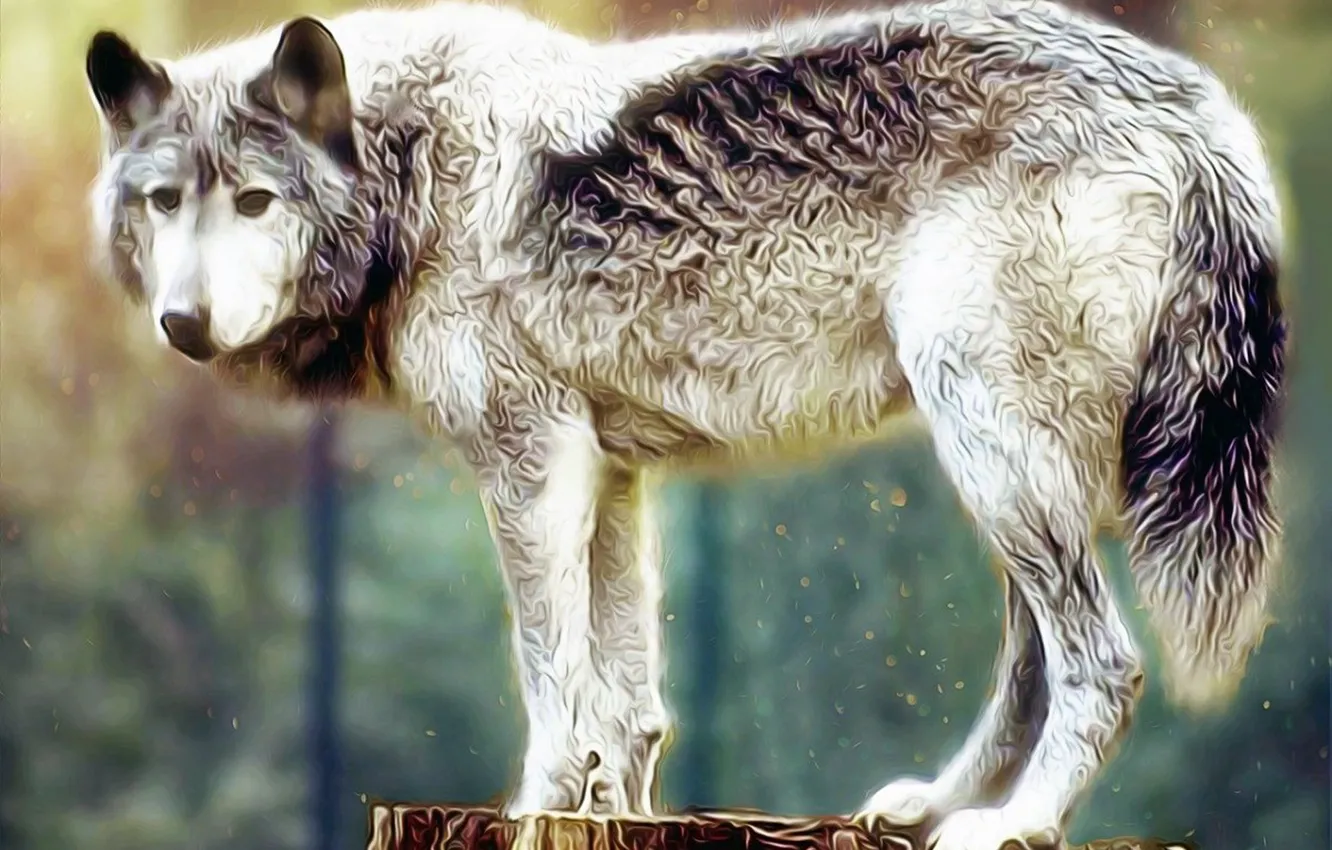 Фото обои nature, predator, animal, wolf, wildlife, Canis lupus., portrait., painthing