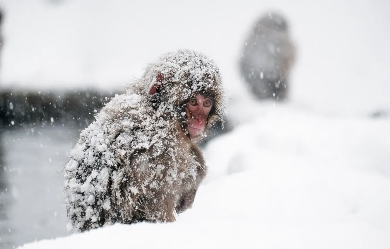 Фото обои обезьяна, Japan, Nagano Prefecture, Yamanouchi-machi
