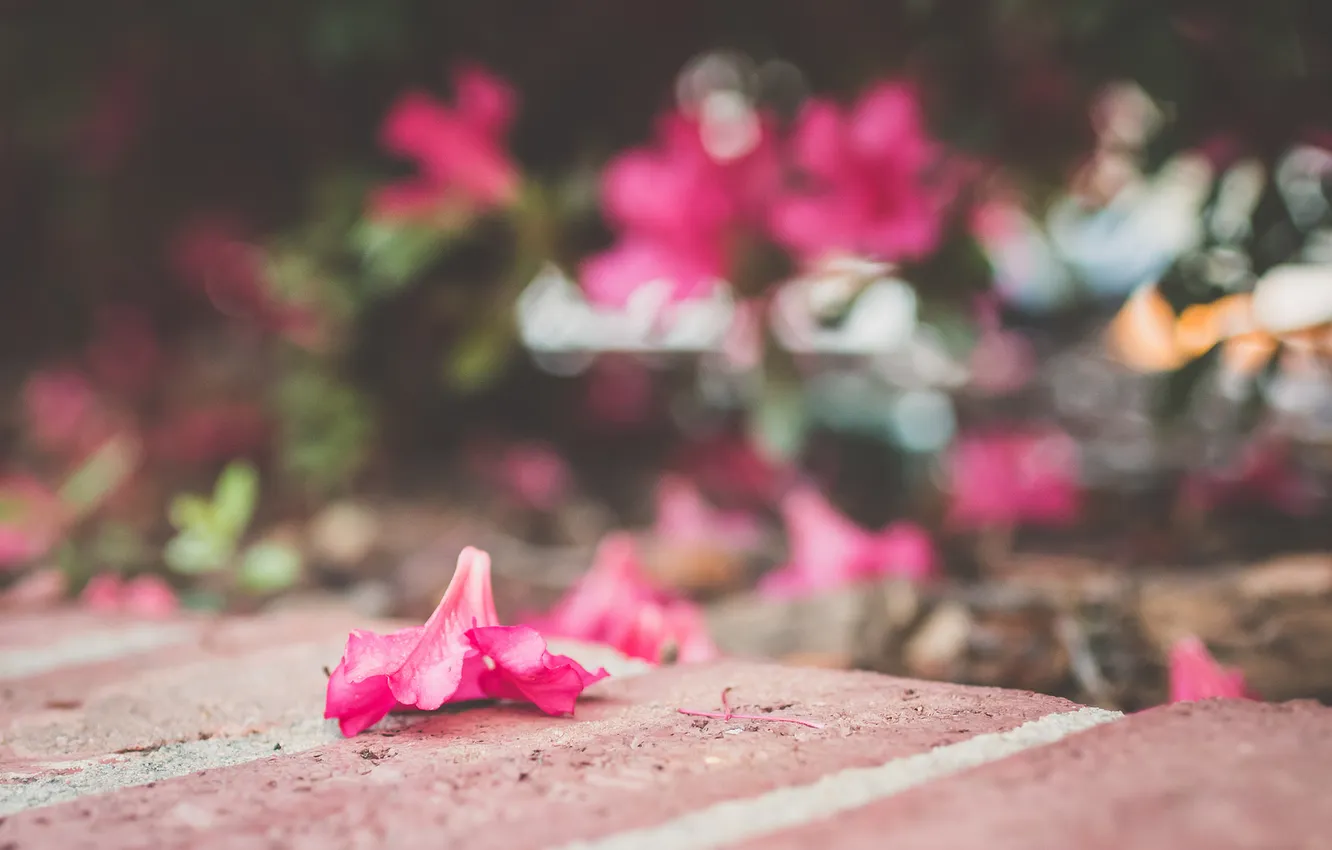 Фото обои цветы, розовый, лепесток