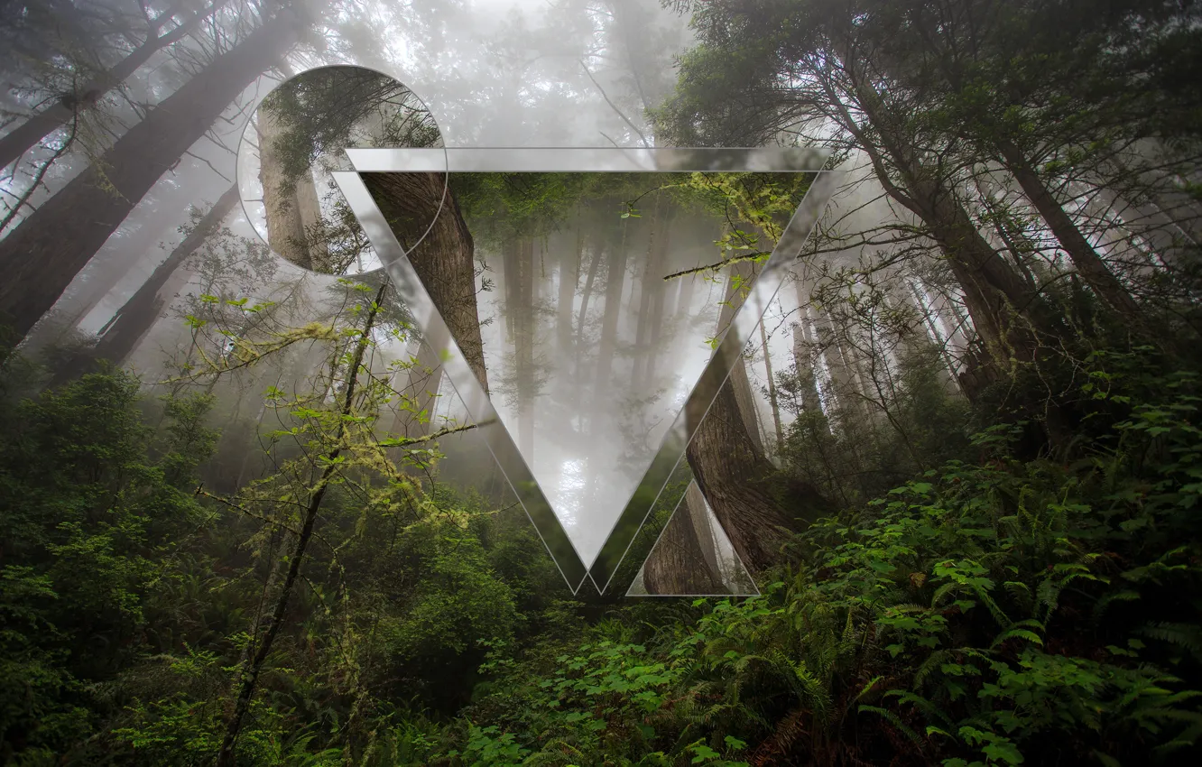 Фото обои forest, triangle, polyscape