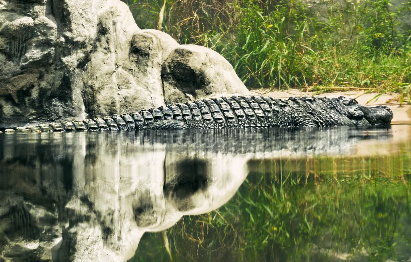 Фото обои озеро, отражение, монстр, чешуя, крокодил, рептилия