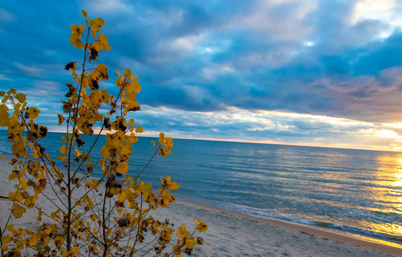 Фото обои песок, море, осень, небо, листья, облака, ветки, дерево
