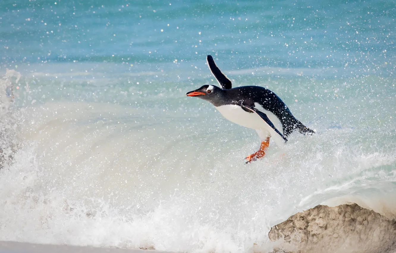 Фото обои океан, птица, волна, пингвин, сёрфинг, папуанский пингвин