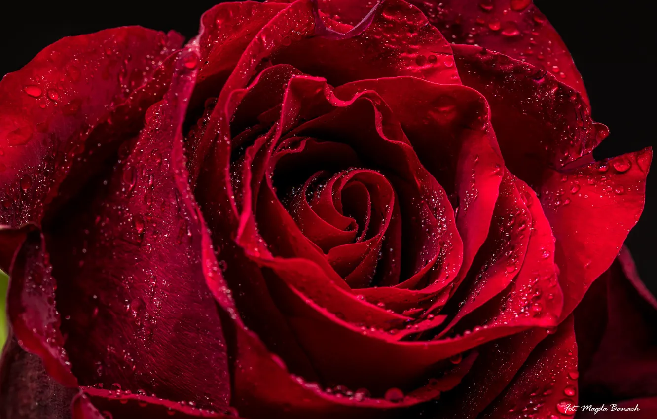Фото обои капли, макро, красный, роза, бутон